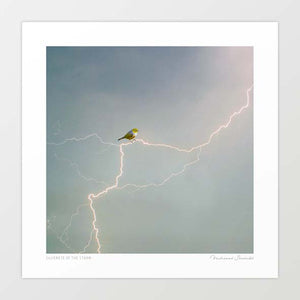 'Silvereye of the storm' Art Print by Vertigo Artography